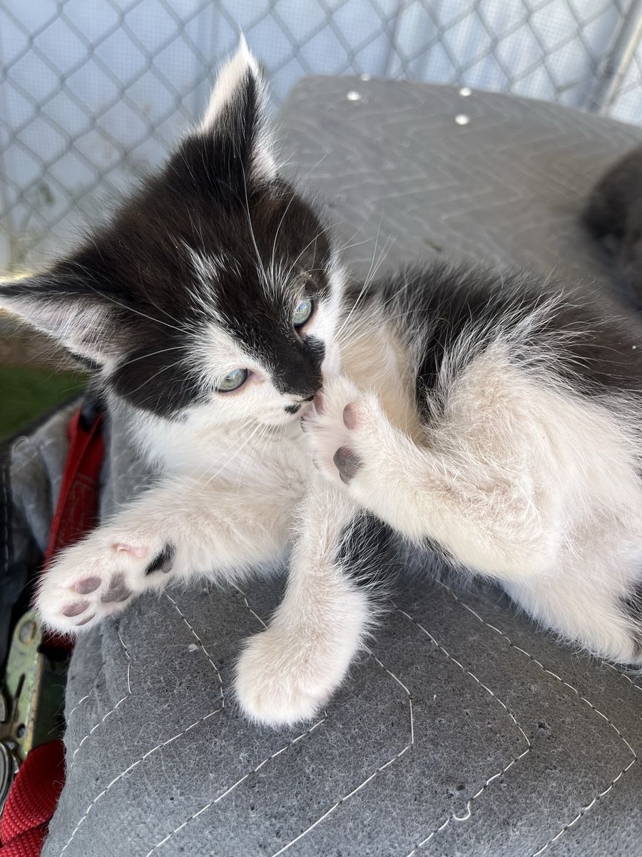 Kittens