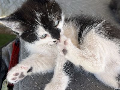 Kittens
