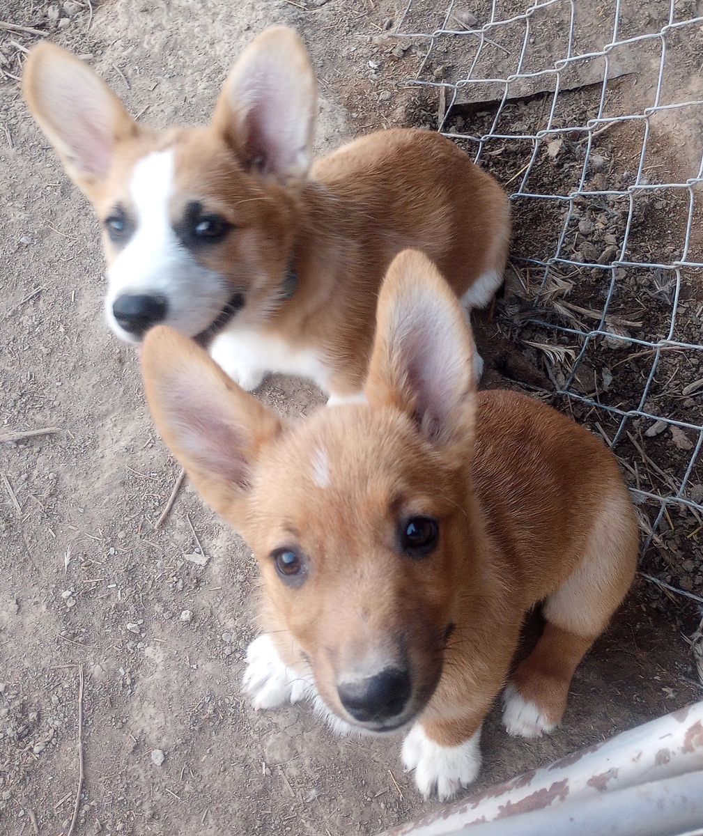 Corgi puppies
