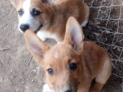 Corgi puppies