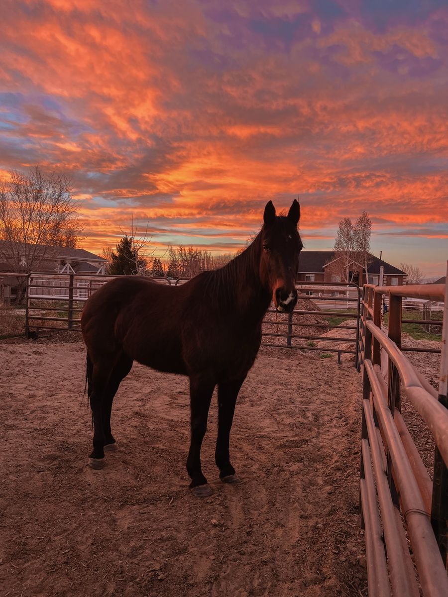 8 Year old Grade QH Mare
