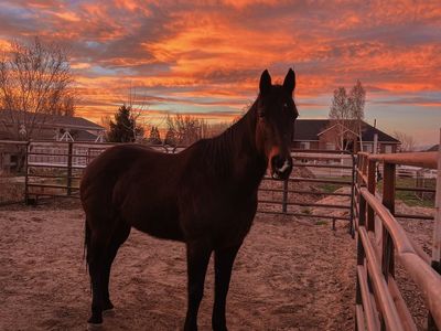 8 Year old Grade QH Mare