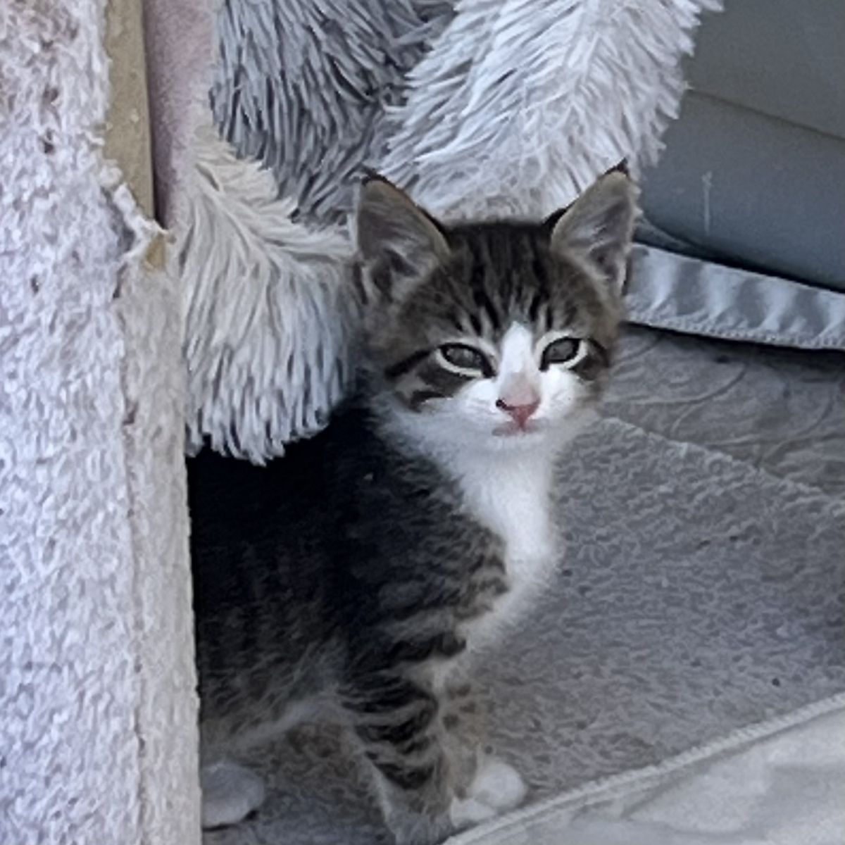 Farm Kittens