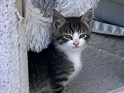 Farm Kittens