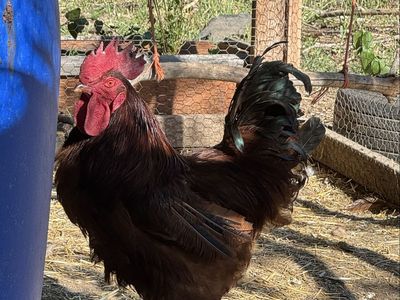 Rhode Island Red rooster free