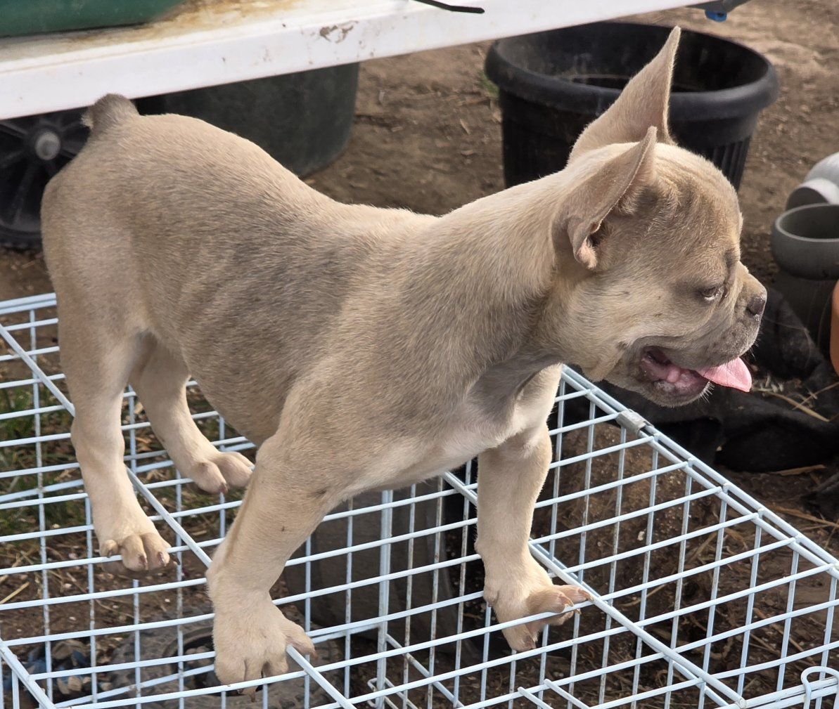 French Bulldog Blue Fawn Fluffy carrier Puppy Female