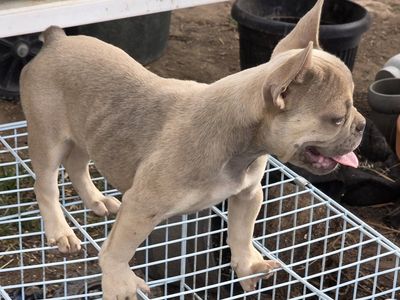 French Bulldog Blue Fawn Fluffy carrier Puppy Female