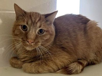 Hello my name is Silvio