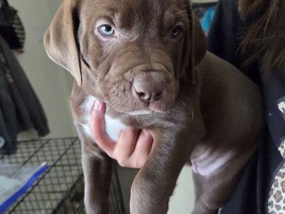 Labrador Retriever Mix Puppies