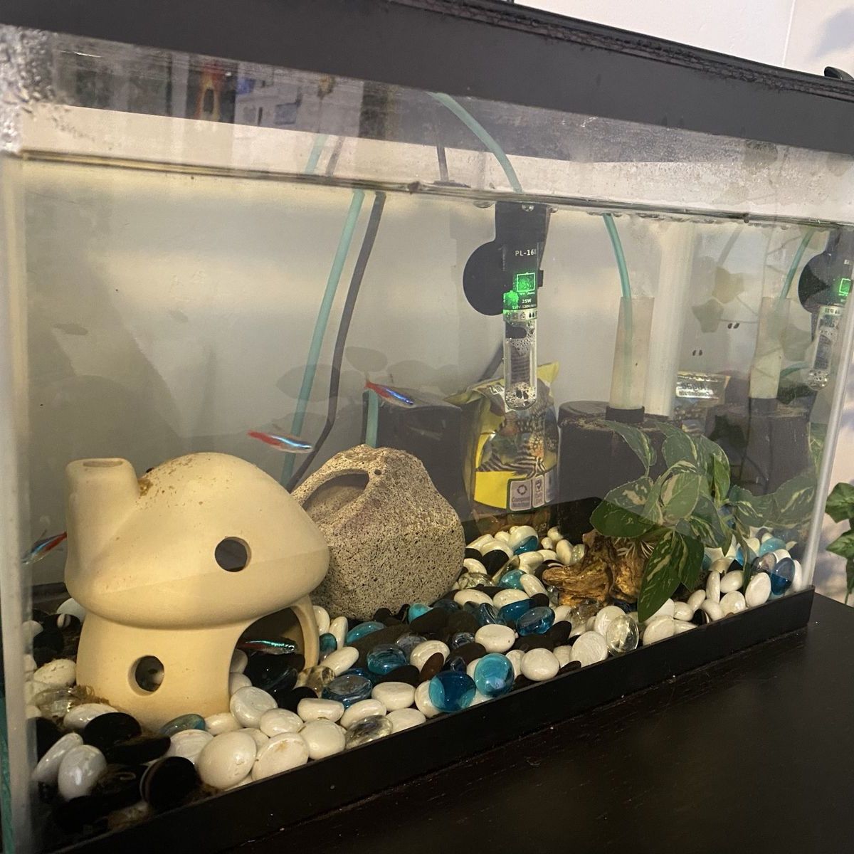 5 gallon fish tank set up