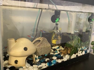 5 gallon fish tank set up