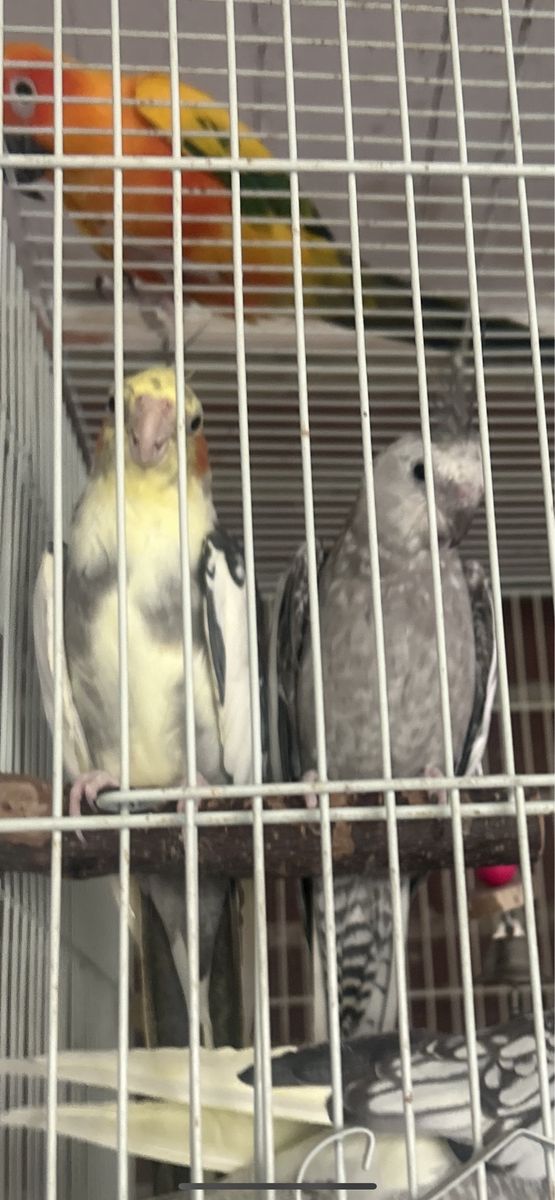 Proven Pair Of Cockatiels 3/4 years