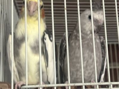 Proven Pair Of Cockatiels 3/4 years