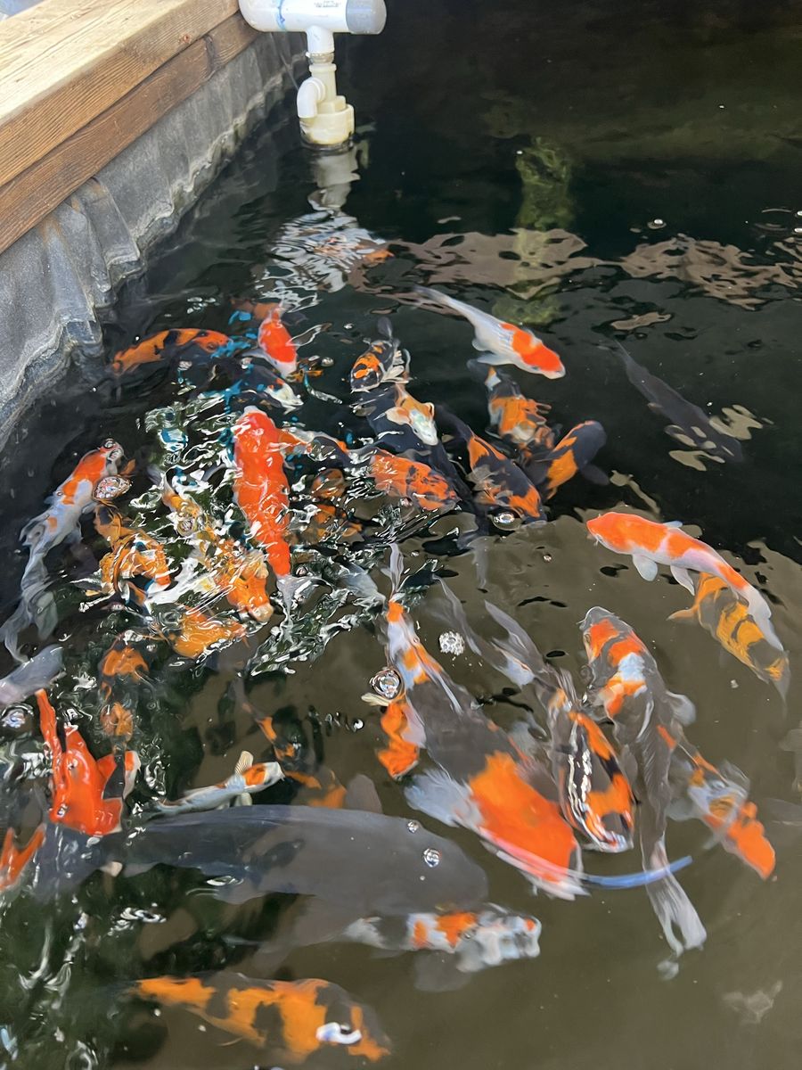 Japanese koi fish