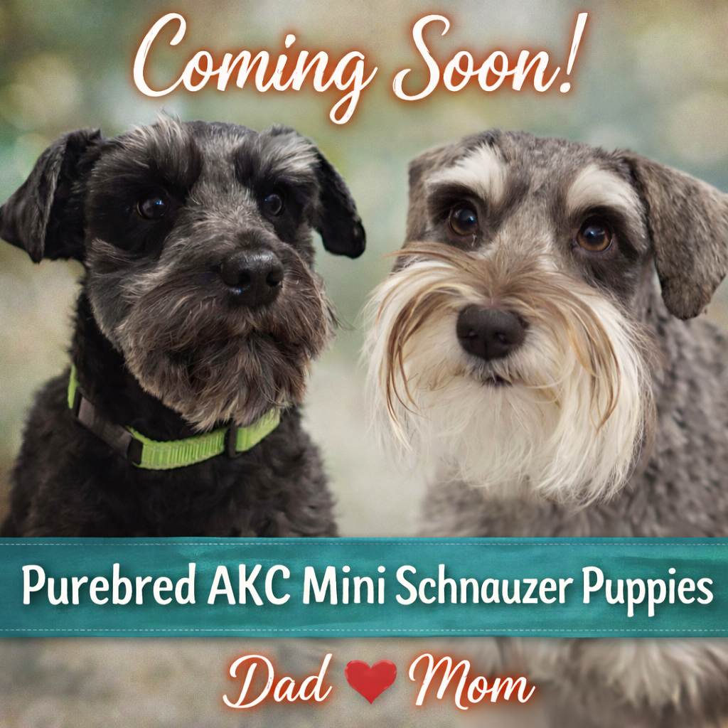 Coming Soon! Purebred AKC Mini-Schnauzer Puppies
