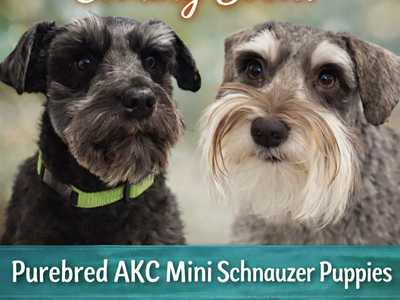 Coming Soon! Purebred AKC Mini-Schnauzer Puppies