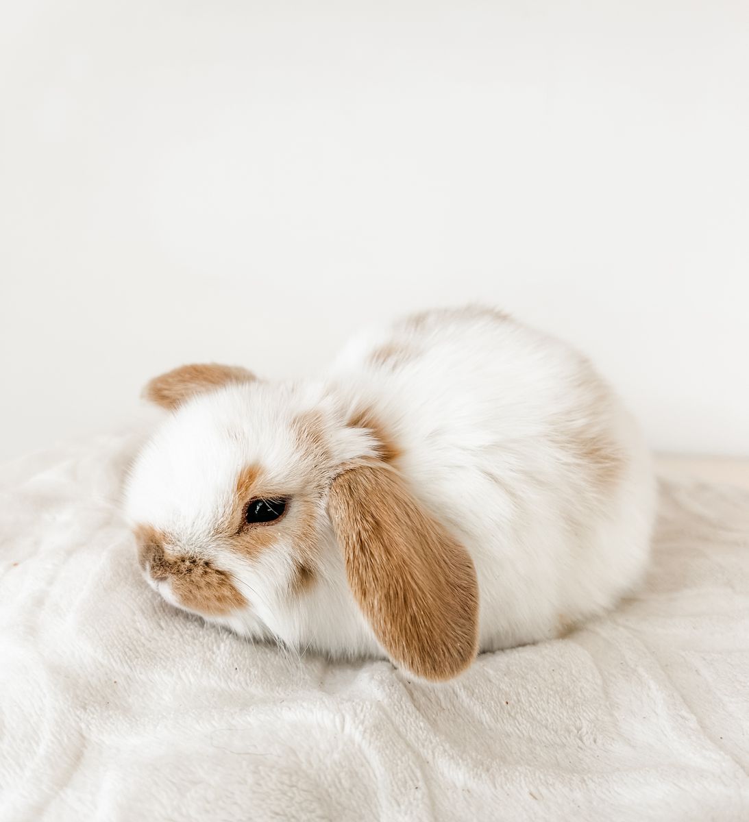 Broken Fawn Holland Lop Buck