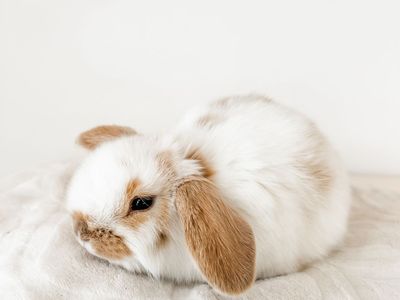 Broken Fawn Holland Lop Buck