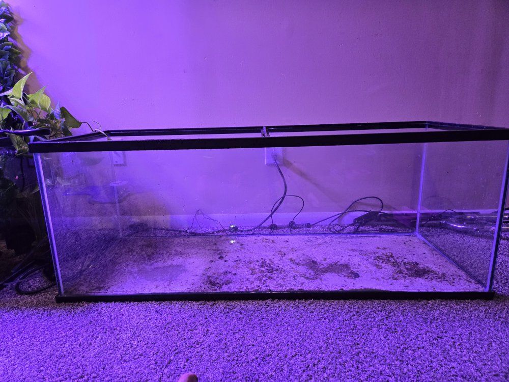 60 breeder aquarium 