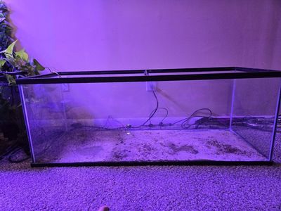 60 breeder aquarium