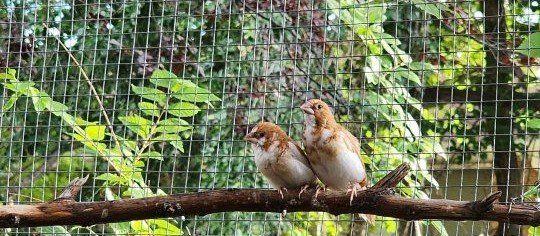 Pair if Society Finches - Fawn and White Finches