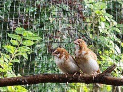 Pair if Society Finches - Fawn and White Finches
