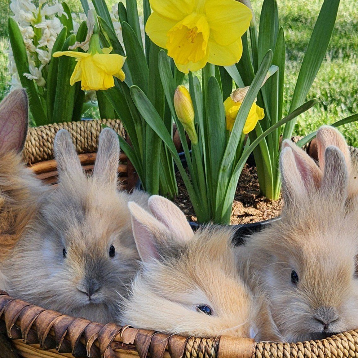 Lion head mix bunnies for sale