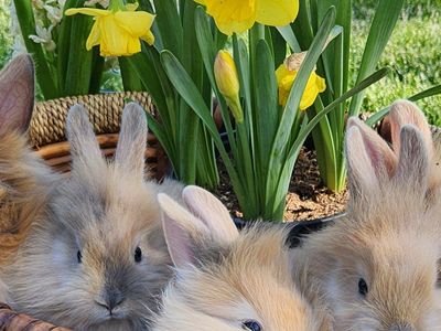 Lion head mix bunnies for sale