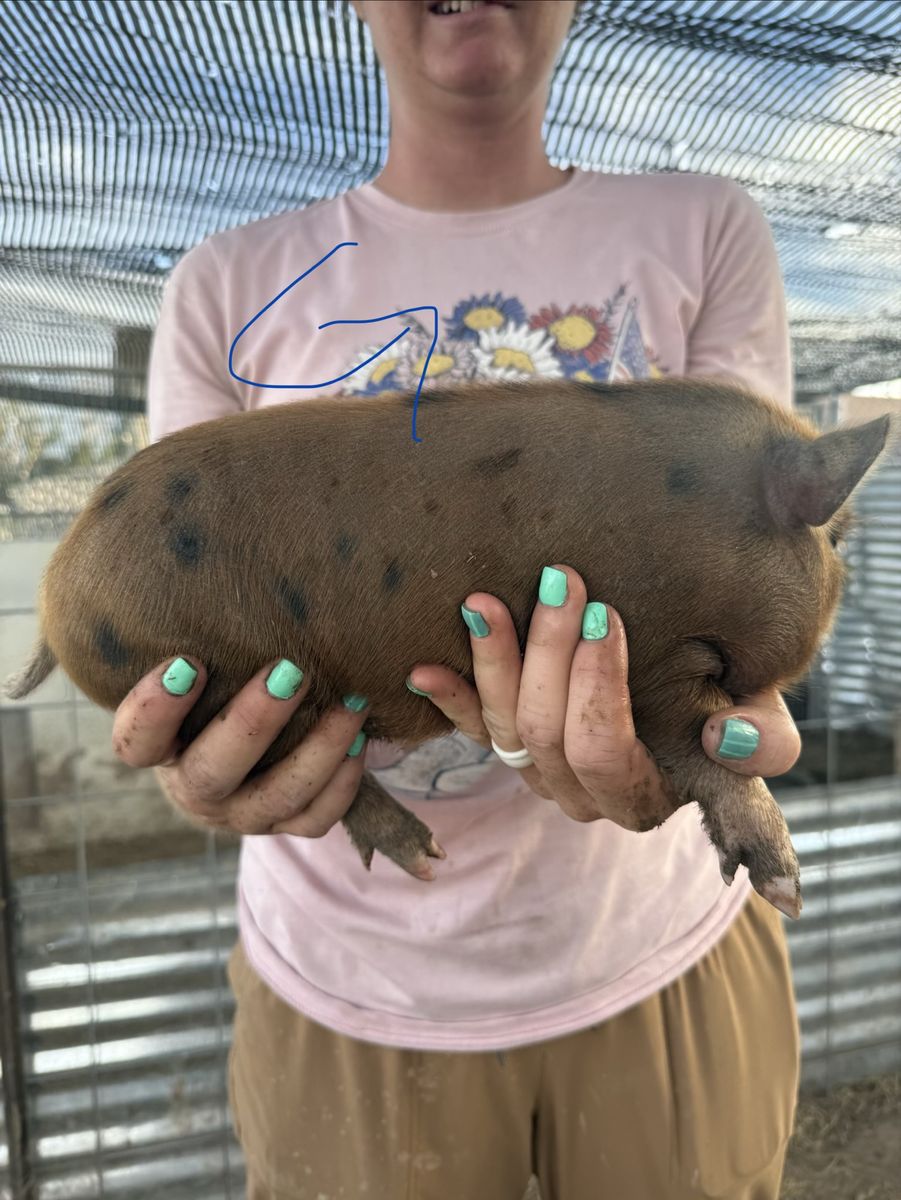 Mini pig - Juliana piglets - micro mini pig