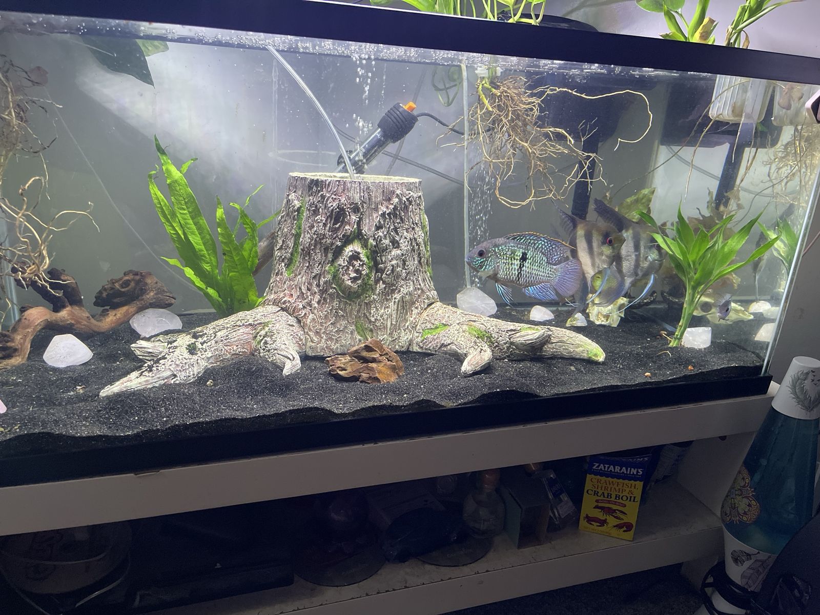 Two large angelfish