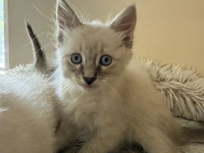 Ragdoll mix kittens