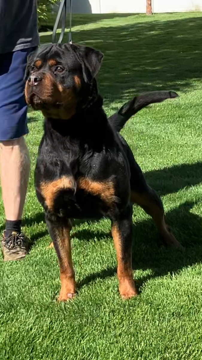 World Class German AKC Rottweiler Puppies