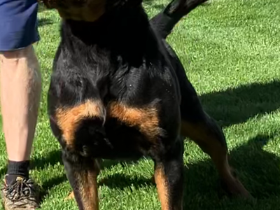 World Class German AKC Rottweiler Puppies