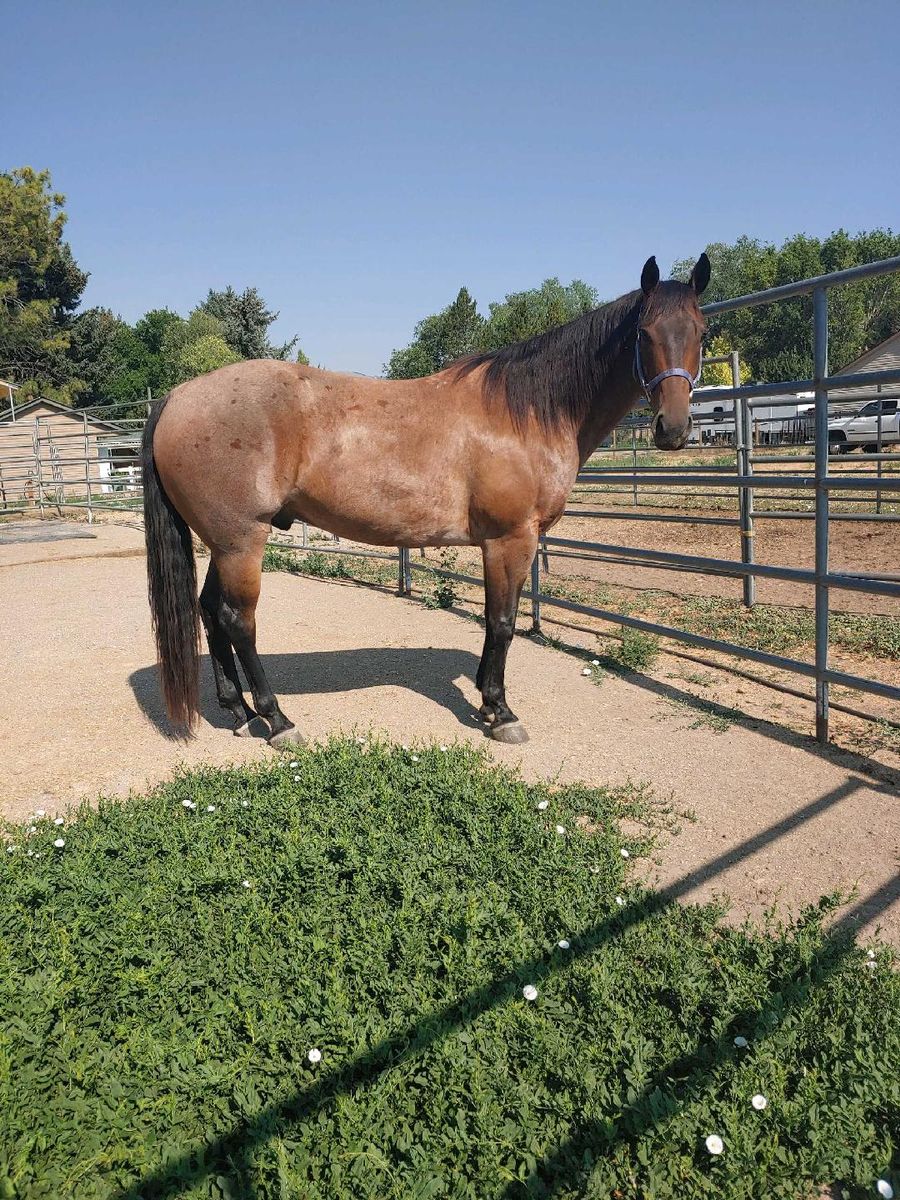 4yr brown roan quarter horse gelding 