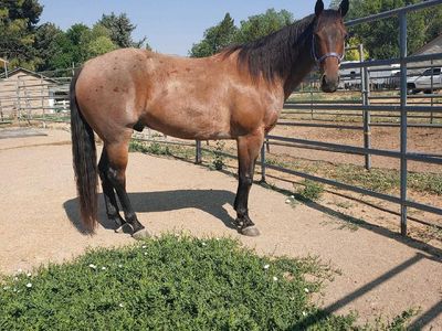 4yr brown roan quarter horse gelding