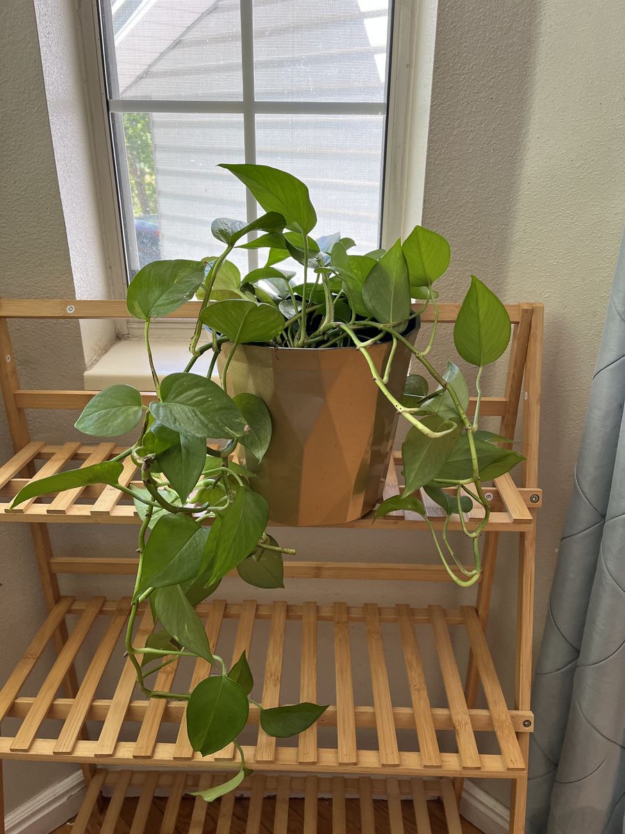 Pothos Plant