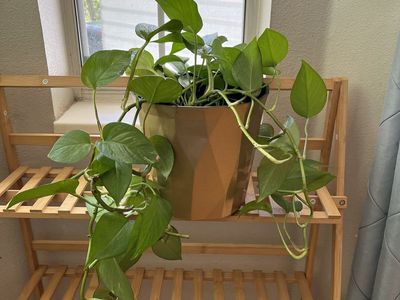 Pothos Plant