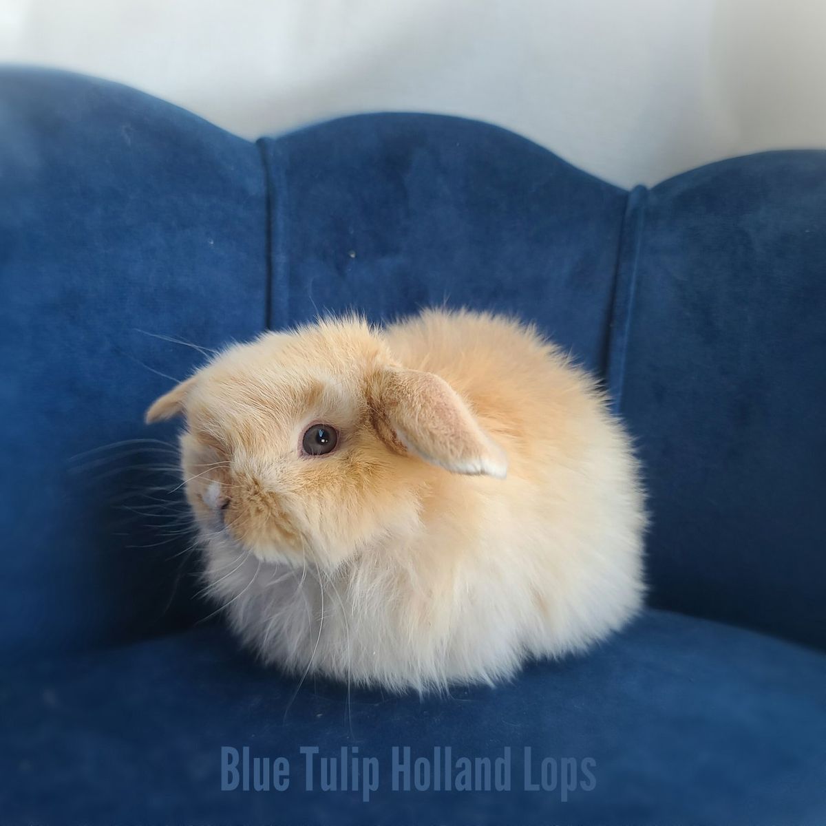 Holland Lops Ready This Month