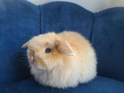 Holland Lops Ready This Month