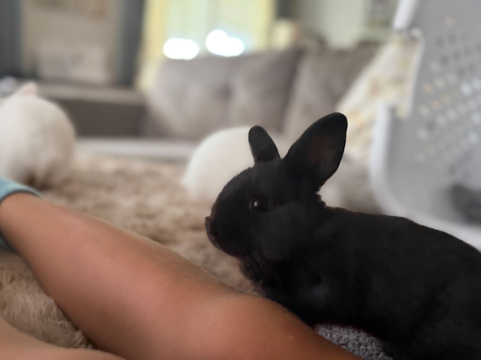 Adorable Black Netherland Dwarf Mix Baby Bunny Rabbit
