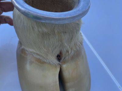 Genuine Cow Hoof Drinkware - Unique Rustic Decor & Conversation Starter - Great Condition