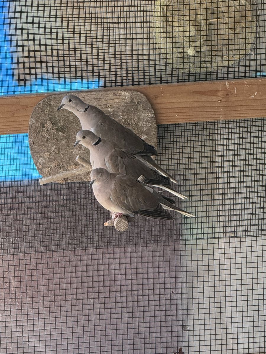 Eurasian ringneck doves