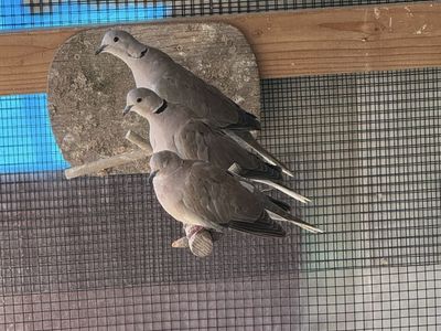 Eurasian ringneck doves