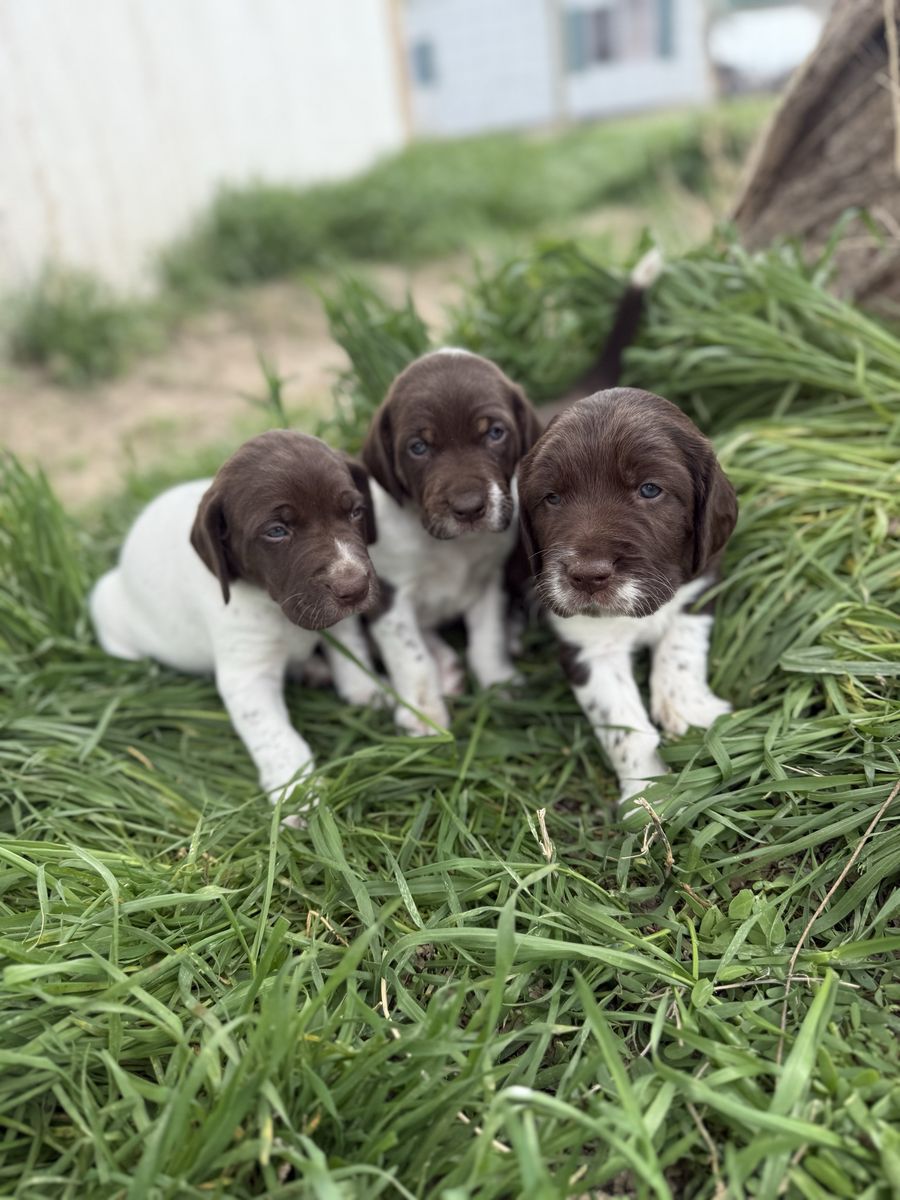 German Shorthair Pointers/Border Collies