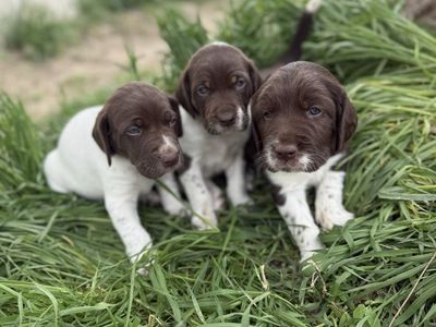German Shorthair Pointers/Border Collies
