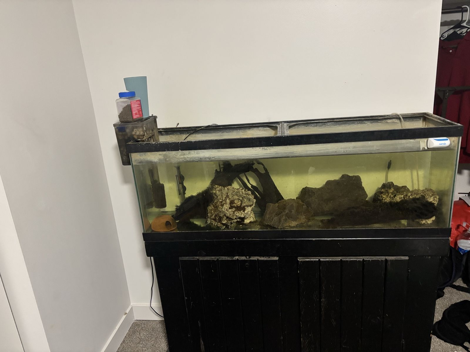 40 Gal Long Aquarium And Fish