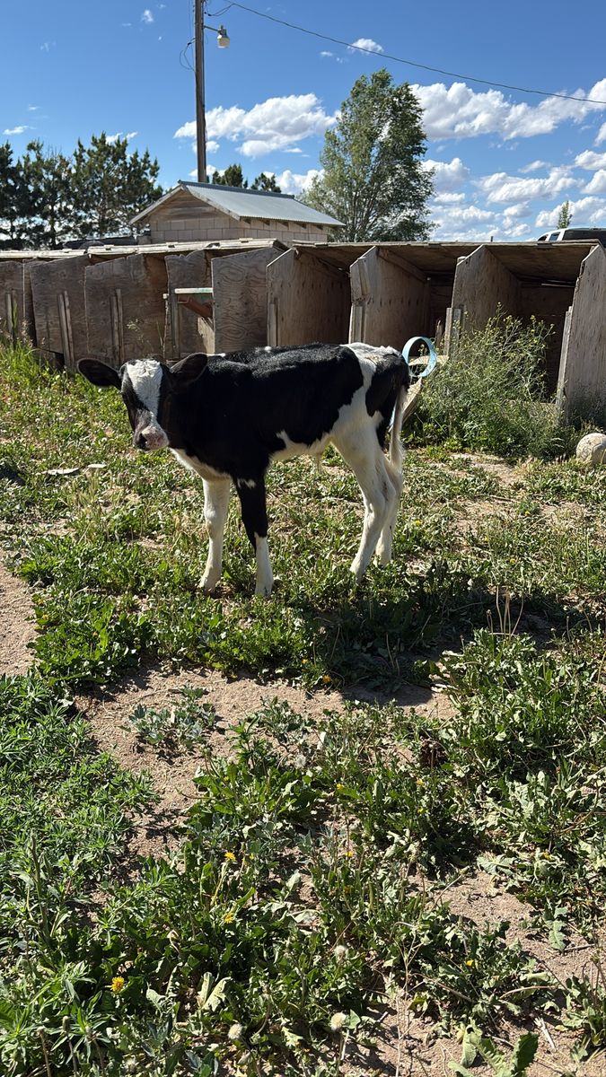 Holstein calve