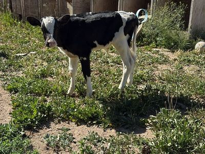 Holstein calve