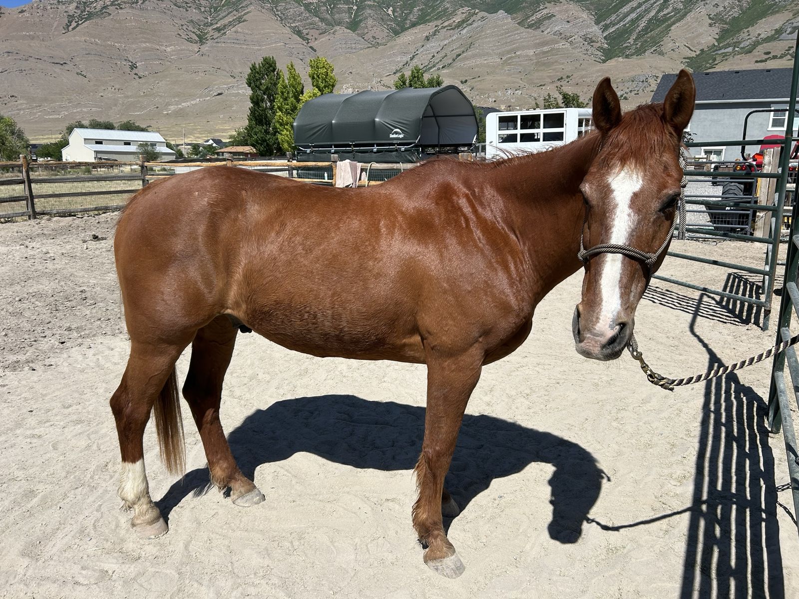 13 y.o. QH gelding, 14.3h