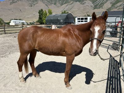 13 y.o. QH gelding, 14.3h